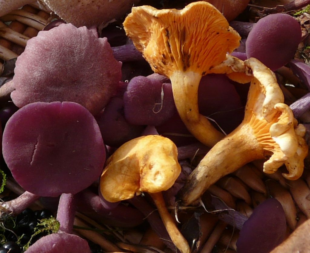 Chanterelles and Amethyst Deceivers