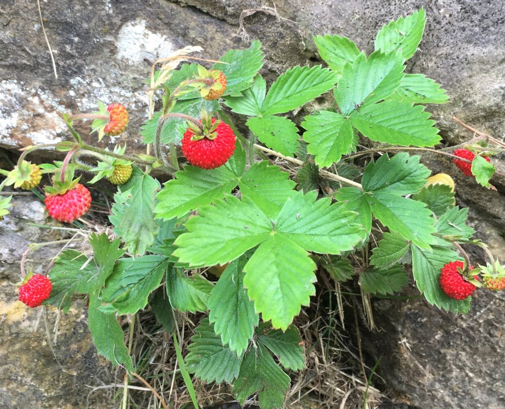 wild strawberries