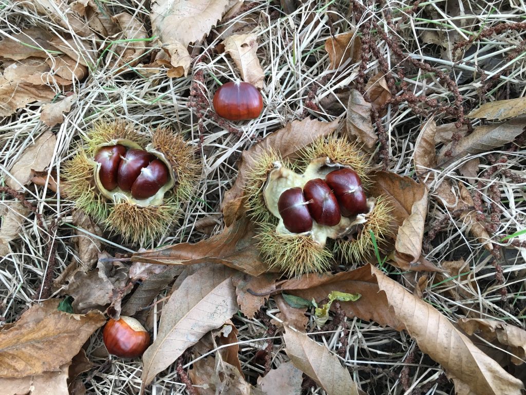 Sweet chestnut