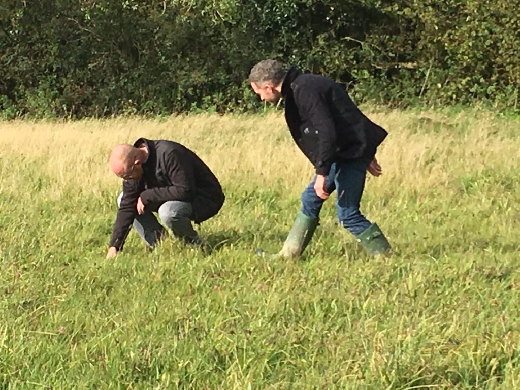 Searching for wild food in the grass