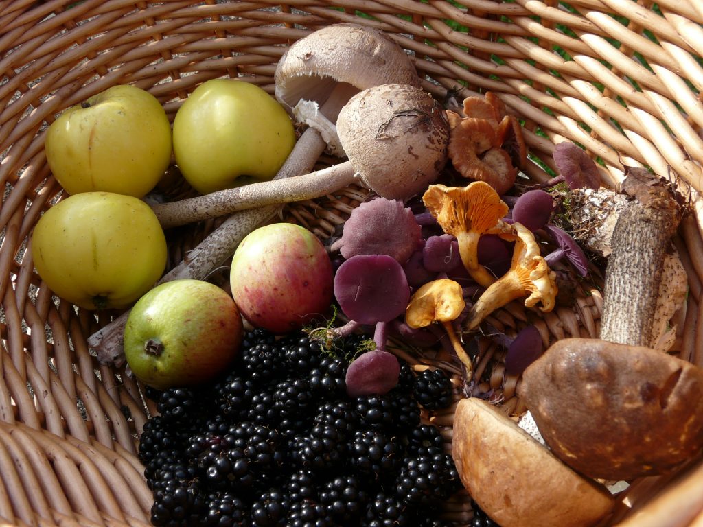 Wild food basket