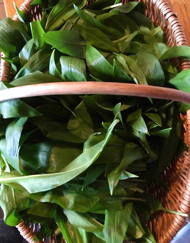 wild garlic